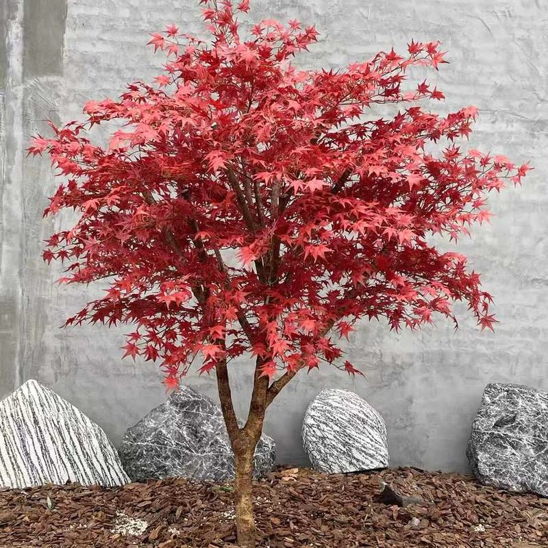Maple 01