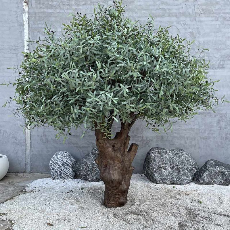 Olive 02