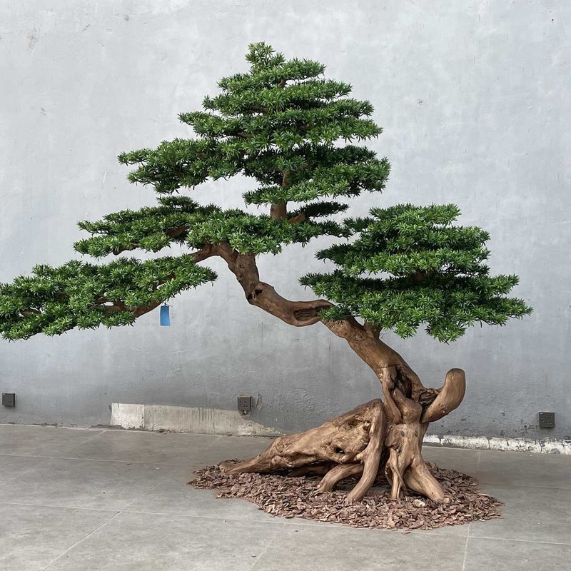 Pine 01