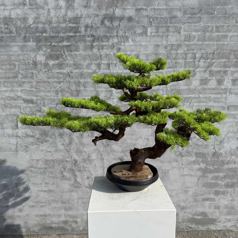 Pine 03
